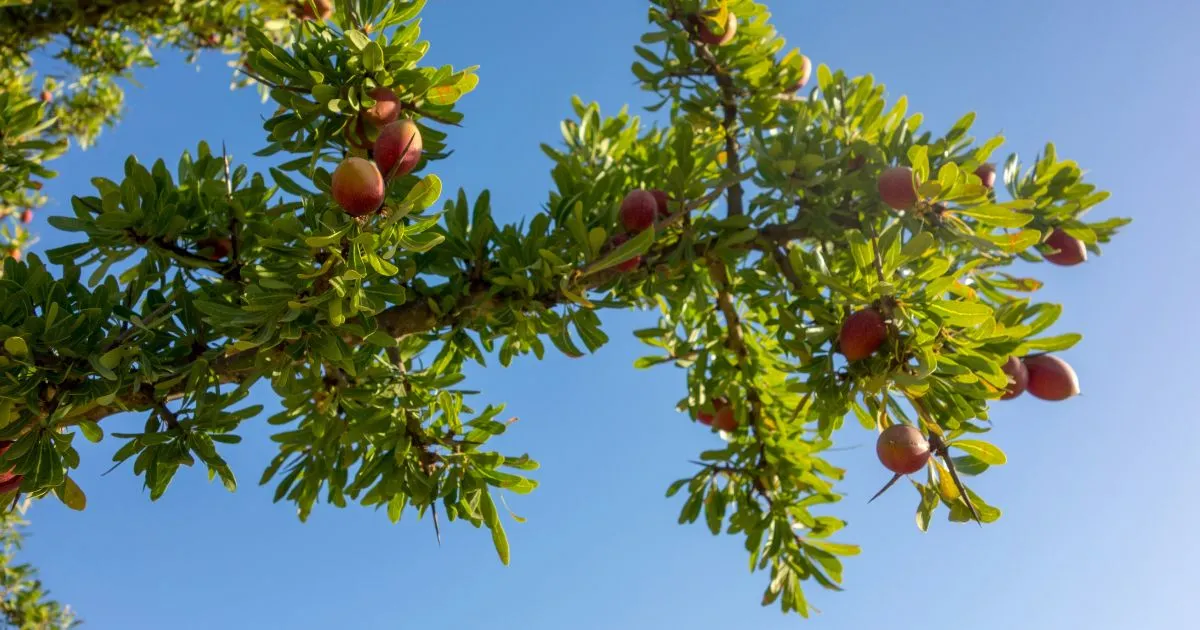 Argan oil